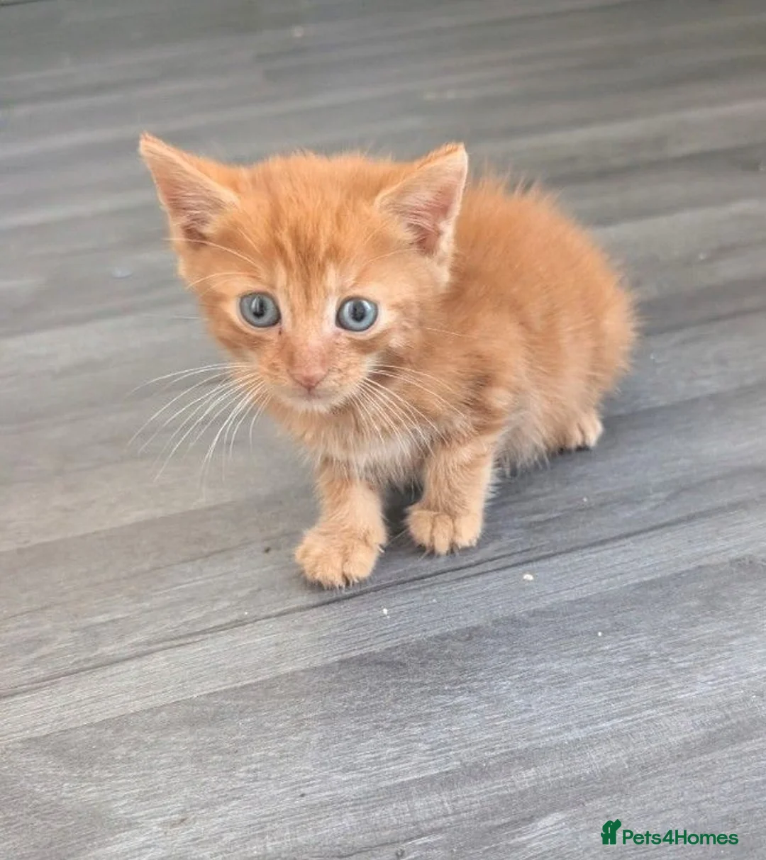 Mixed Breed cats for sale: Kitten  - Advert 18