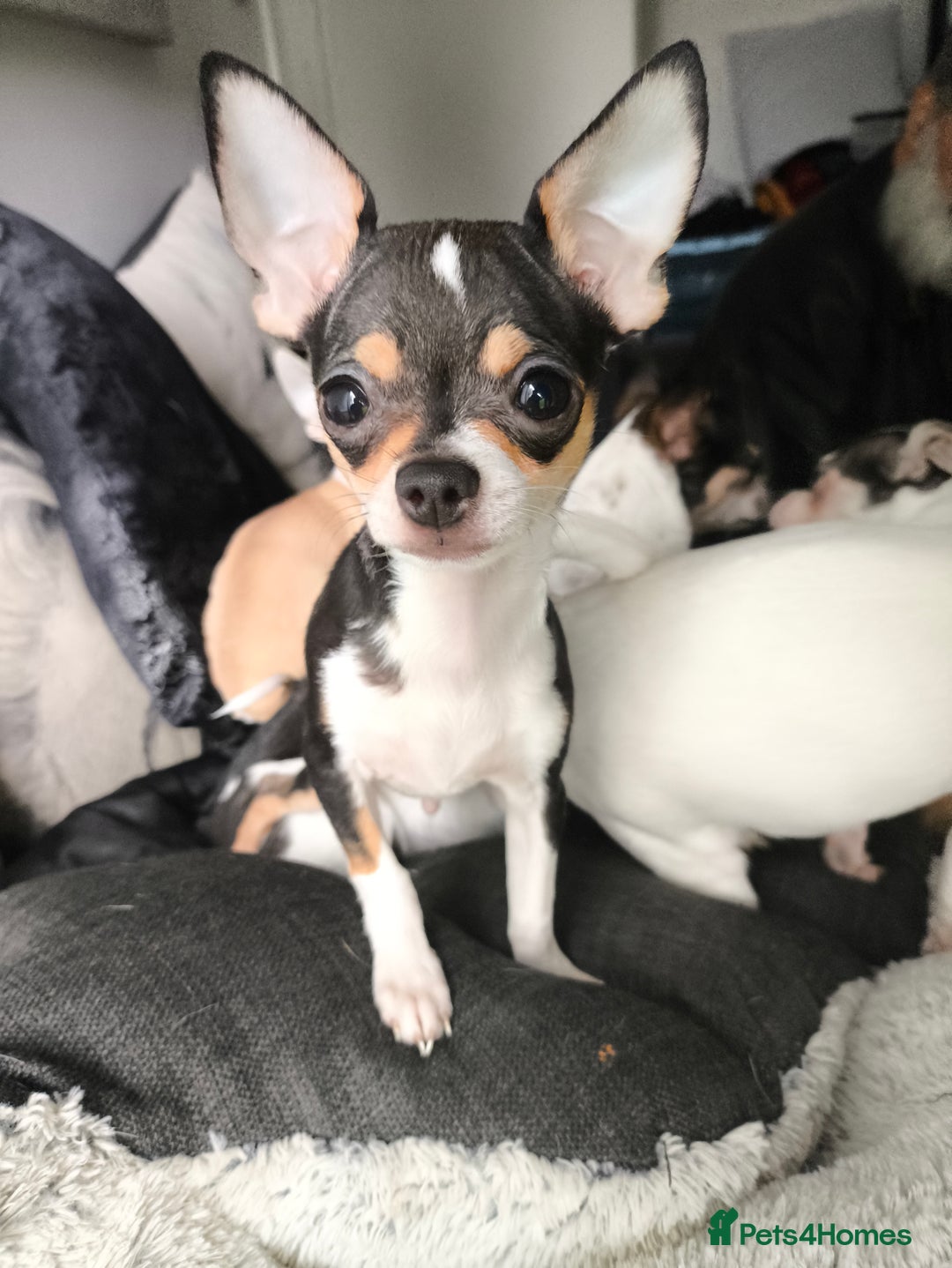 Chihuahua dogs for sale: Gorgeous tiny chibuahuas - Image 9