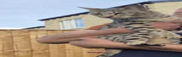 Savannah cats for sale: 3 f3 savannah cats!!  - Advert 6
