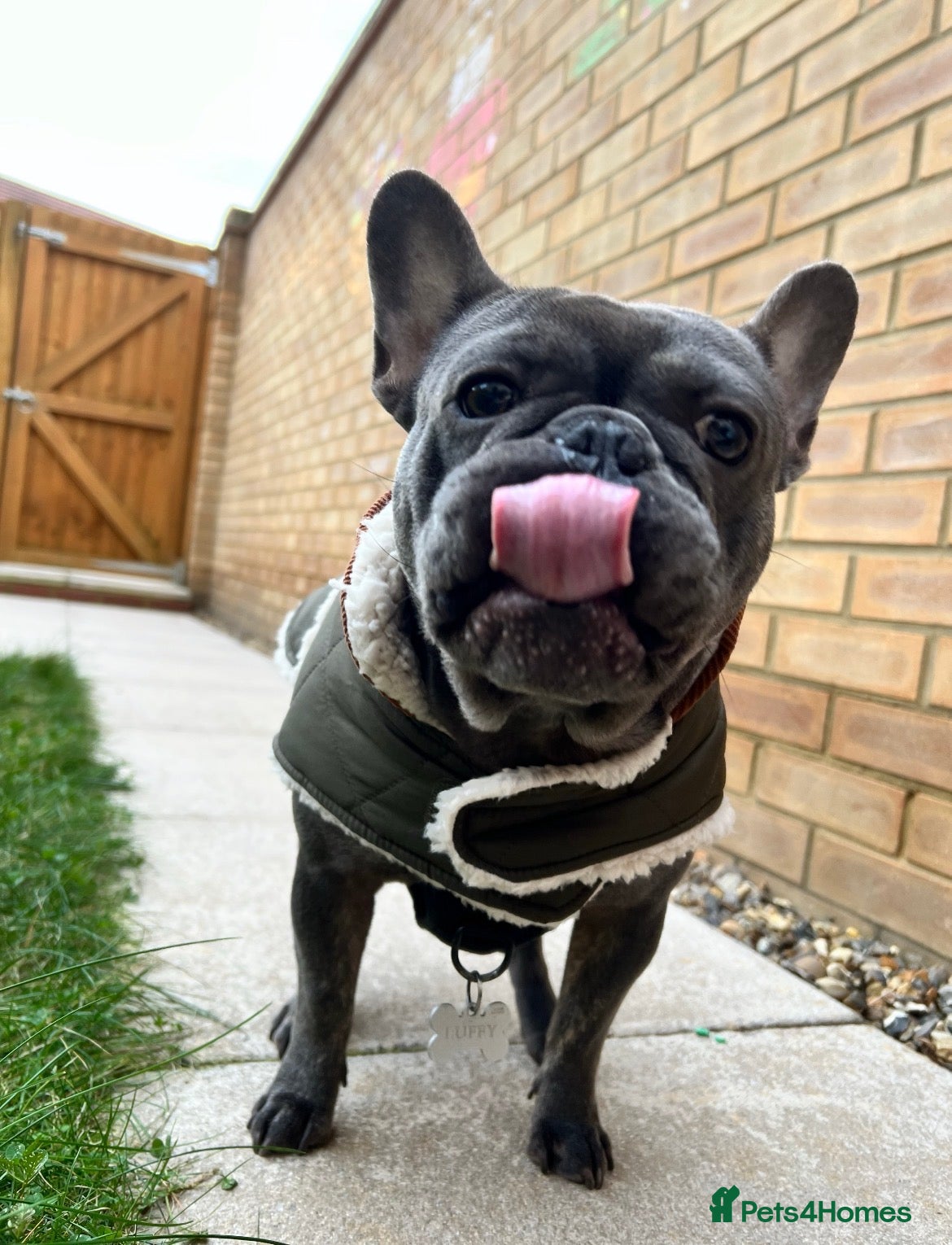 French Bulldog dogs KC Registered French Bulldog 2y.o Male (Castrated) - Advert 7
