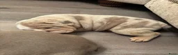 English Bulldog dogs for sale: English Bulldog Puppies – 5 Girls & 2 Boys - Advert 11