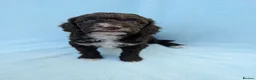 Cockapoo dogs for sale: 2 curly chocolate brown boys F1b cockapoos - Advert 20