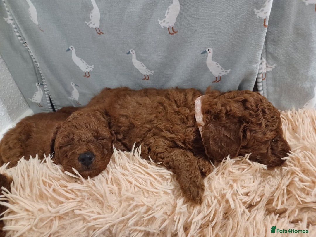 Miniature Poodle dogs for sale: 🐩 Pedigree KC Red Miniature Poodles DNA tested 🐩 - Advert 6