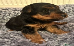 Welsh Terrier dogs for sale: Stunning Health Tested KC Reg Welshie Puppies - Advert 2