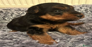 Welsh Terrier dogs Stunning Health Tested KC Reg Welshie Puppies - Advert 5