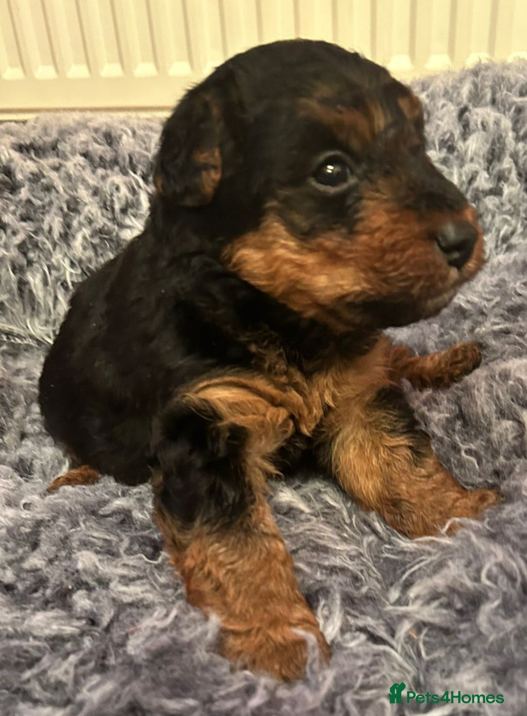 Welsh Terrier dogs for sale: Stunning Health Tested KC Reg Welshie Puppies - Advert 2