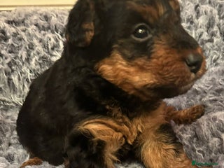 Welsh Terrier dogs Stunning Health Tested KC Reg Welshie Puppies - Advert 5