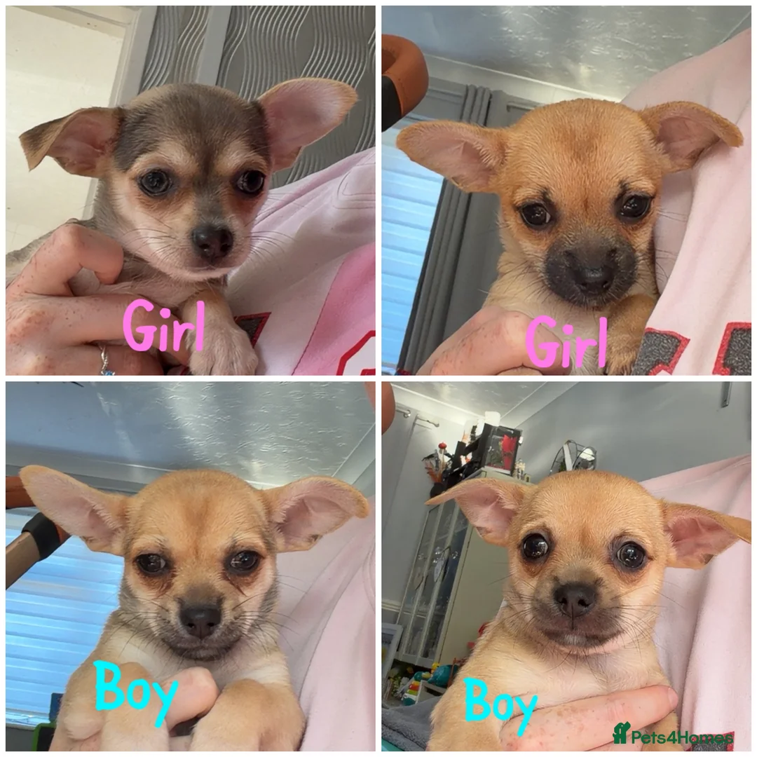 Chihuahua dogs for sale: Chihuahua pups for sale  - Advert 1