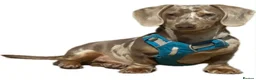 Miniature Dachshund dogs for sale: Isabella Dapple Dachshund  in Cardiff - Advert 4