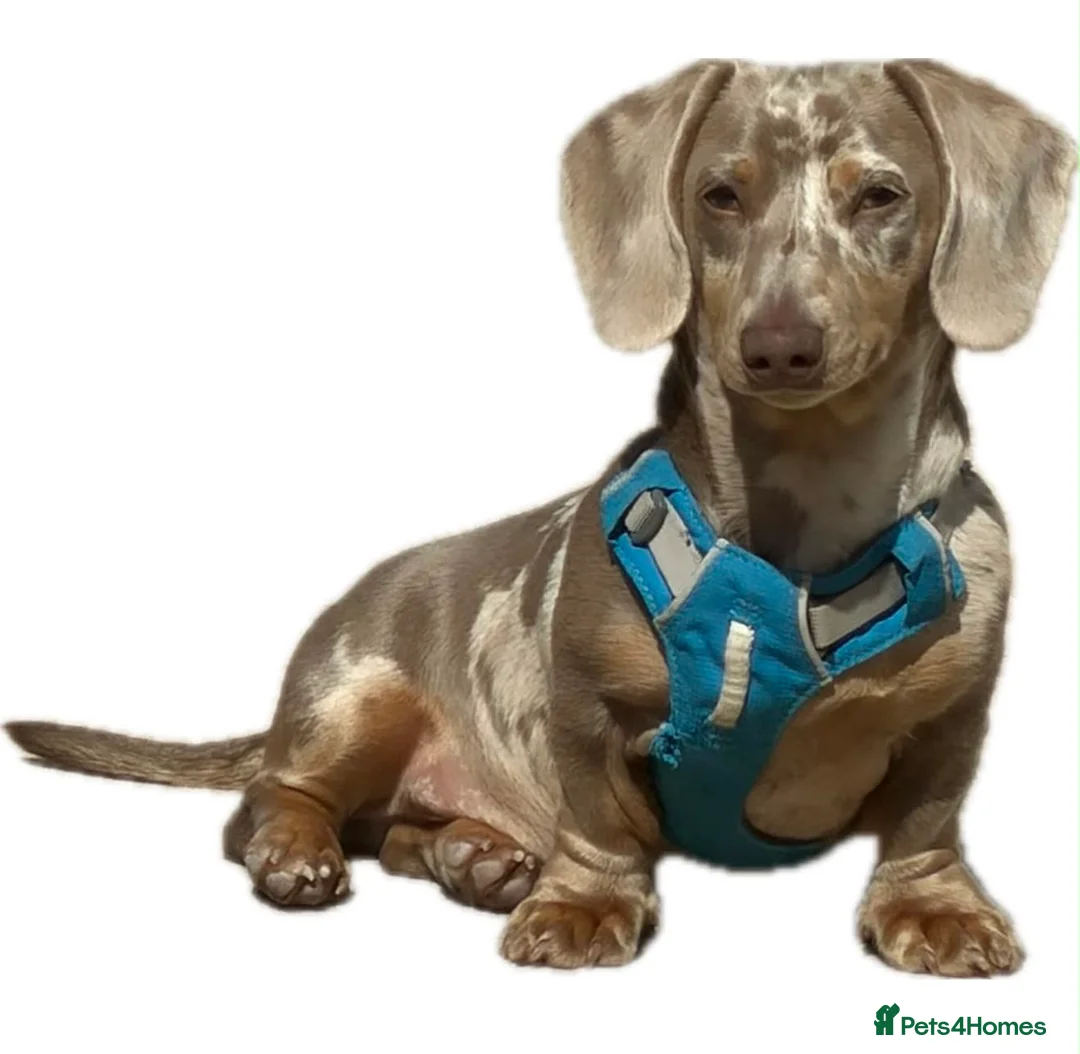 Miniature Dachshund dogs for sale: Isabella Dapple Dachshund  in Cardiff - Advert 4
