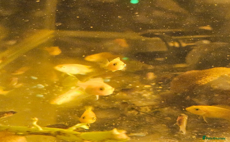 Cichlids fish - Advert 3
