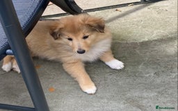 Shetland Sheepdog dogs for sale: Shetland sheepdog for sale - Image 1
