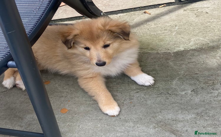 Shetland Sheepdog dogs - Advert 1