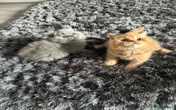 British Shorthair cats for sale: GCCF registered British longhairs and Shorthairs - Image 4