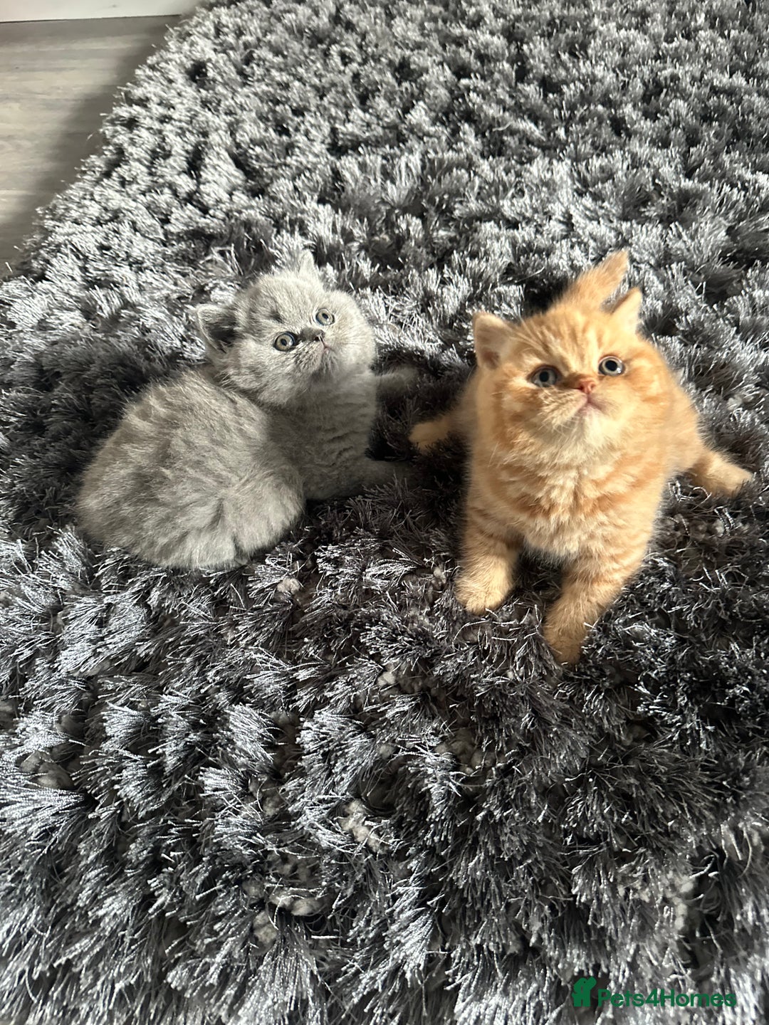 British Shorthair cats for sale: GCCF registered British longhairs and Shorthairs - Image 4
