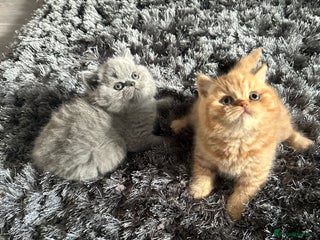 British Shorthair cats - Advert 6