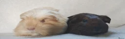 Guinea Pig rodents for sale: Baby guinea pigs Cornet and smooth ready now - Advert 3