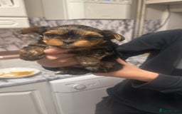 Yorkshire Terrier dogs for sale: YORKSHIRE TERRIER 2 BOYS  - Image 17