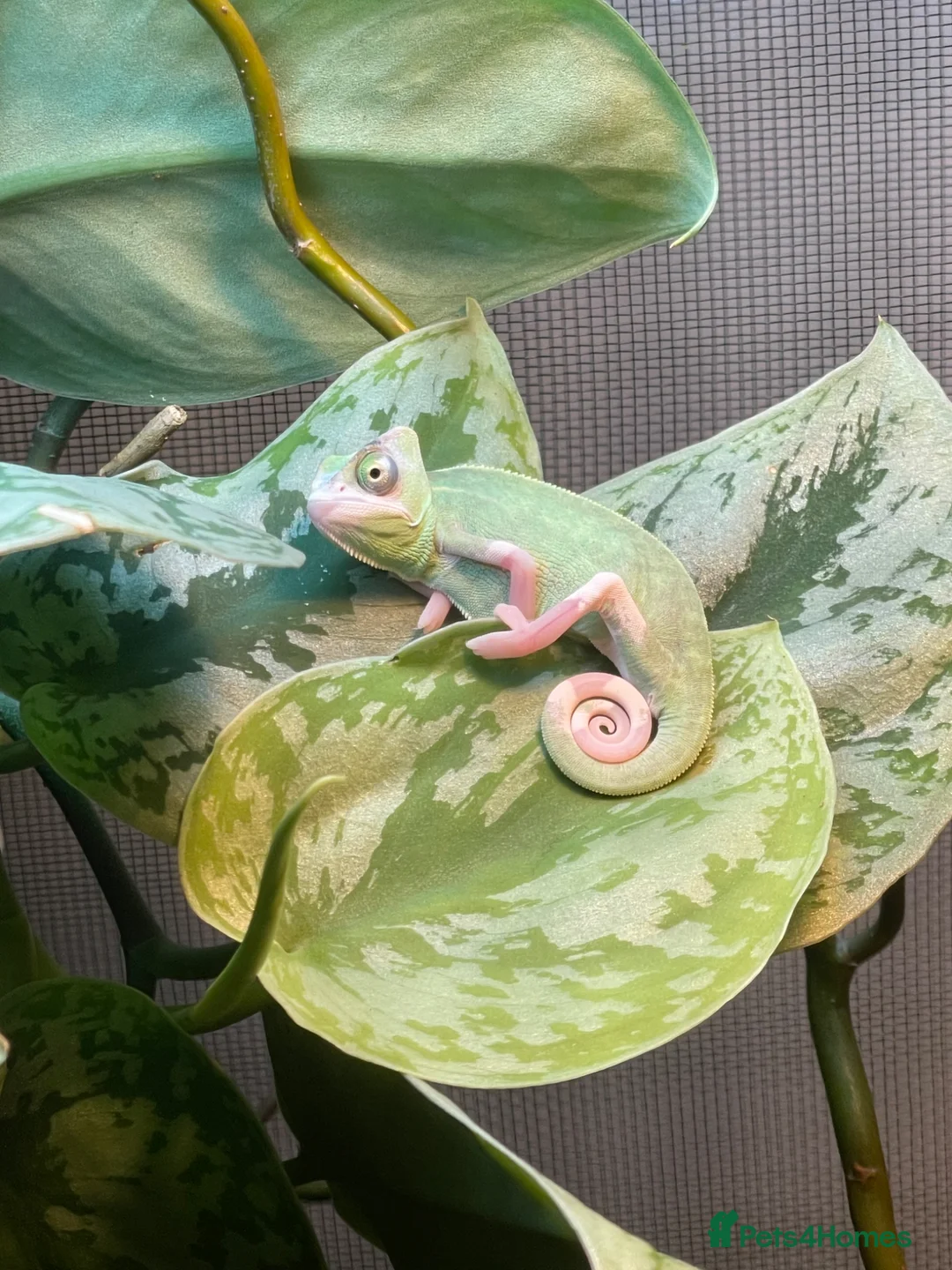 Chameleon reptiles for sale: Pied Yemen Chameleon - Advert 4