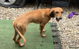 Mixed Breed dogs for adoption: Sweet and loveable Honey, 5 months old - Image 8