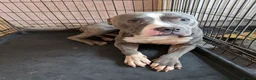 Staffordshire Bull Terrier dogs for sale: Male staffy  in Birmingham - Advert 3