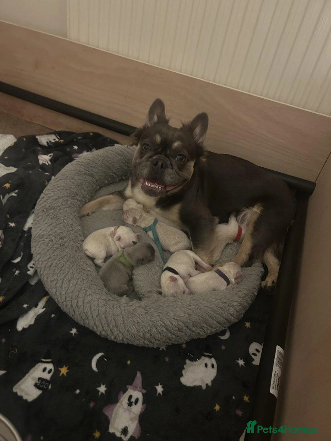 French Bulldog dogs for sale: Beautiful French Bulldog Puppies — 2 Boys, 2 Girls in Spalding - Advert 1