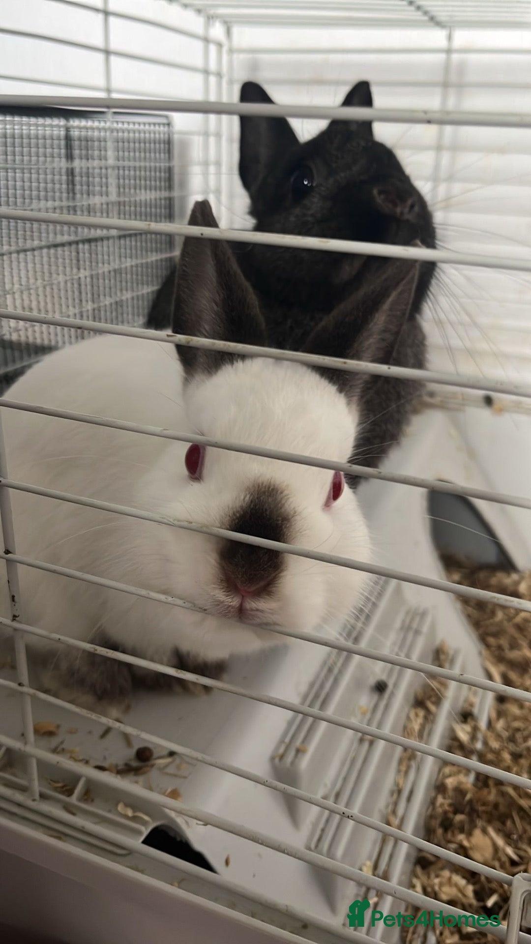 Mixed Breed rabbits 3 Rabbits to a good home  - Advert 3