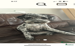Cockapoo dogs for stud: Mr Blu  - Image 3