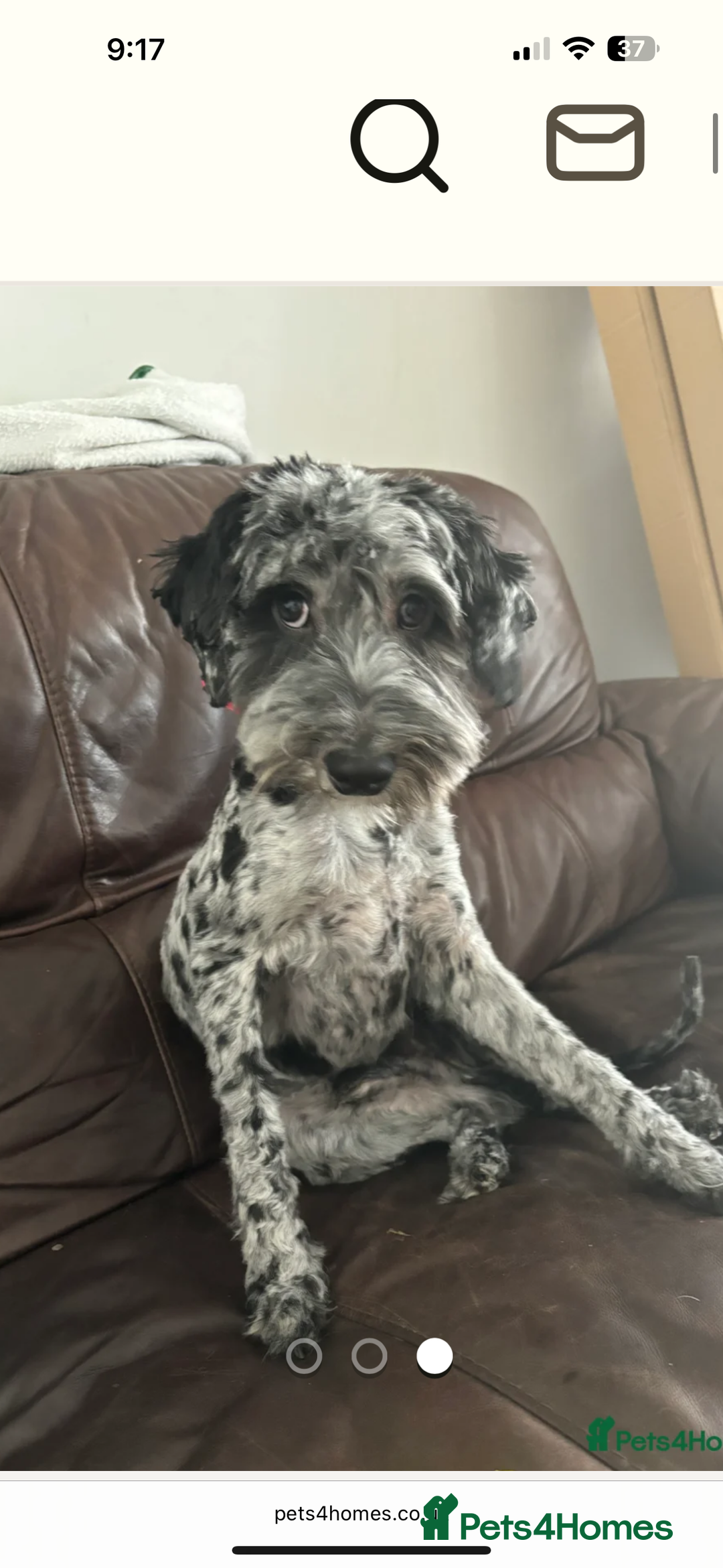 Cockapoo dogs for stud: Mr Blu  - Image 3