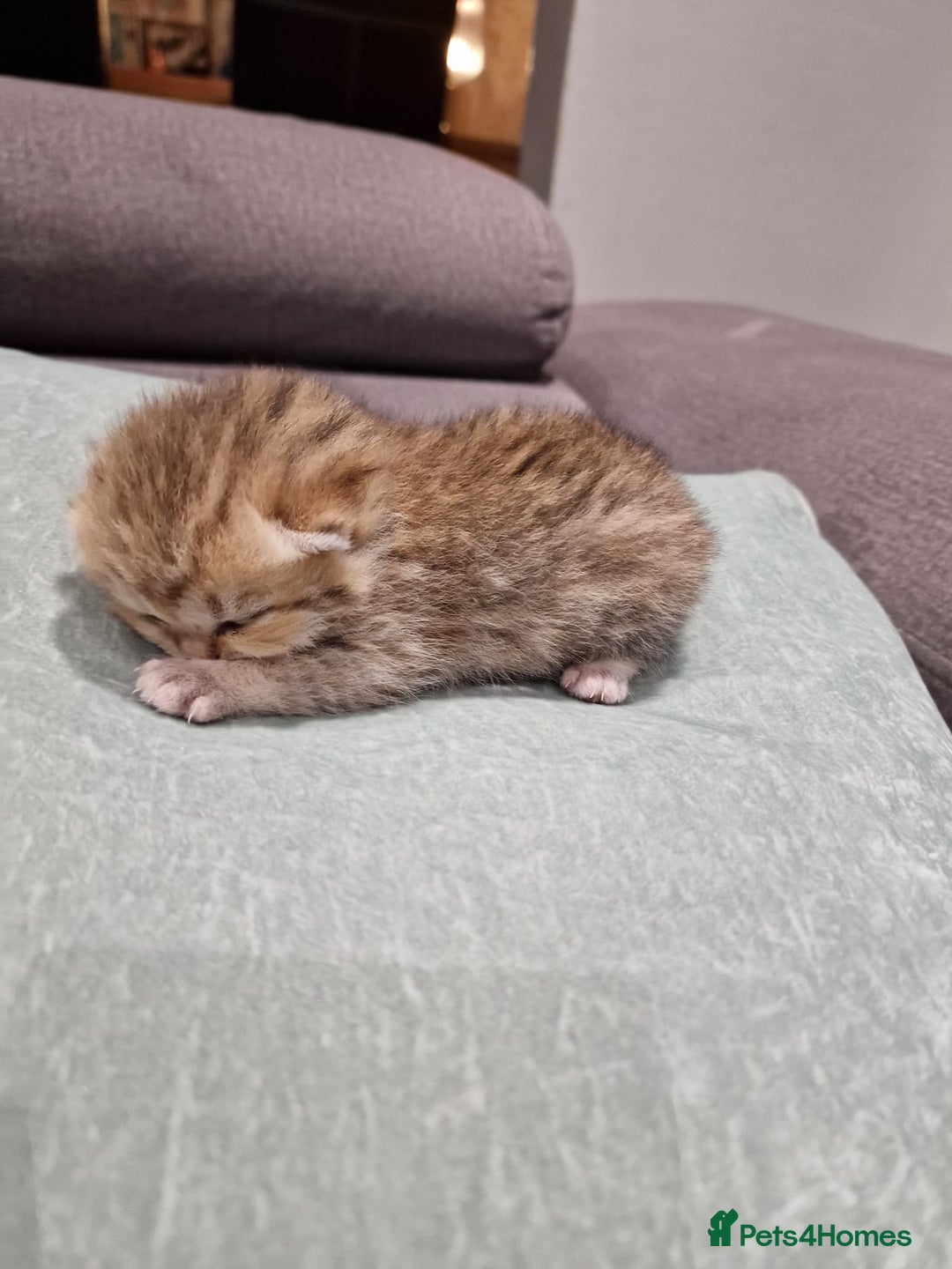 British Shorthair cats for sale: GCCF High Quality Chubby BritishShorthair Kittens. - Image 5