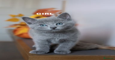 Russian Blue cats - Advert 16