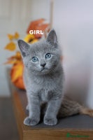 Russian Blue cats - Advert 6