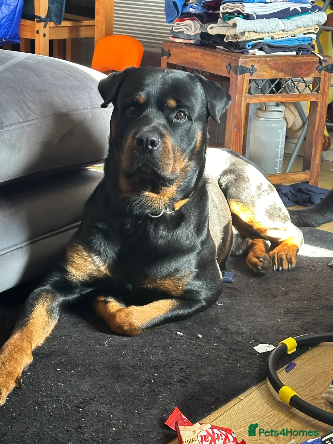 Rottweiler dogs for stud: Rottie male for stud in Ayr - Advert 11