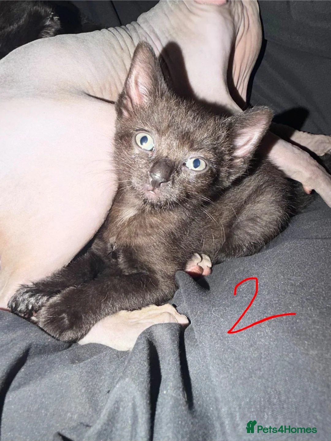 Mixed Breed cats for sale: Sphynx Mix Kittens  in Colchester - Advert 6