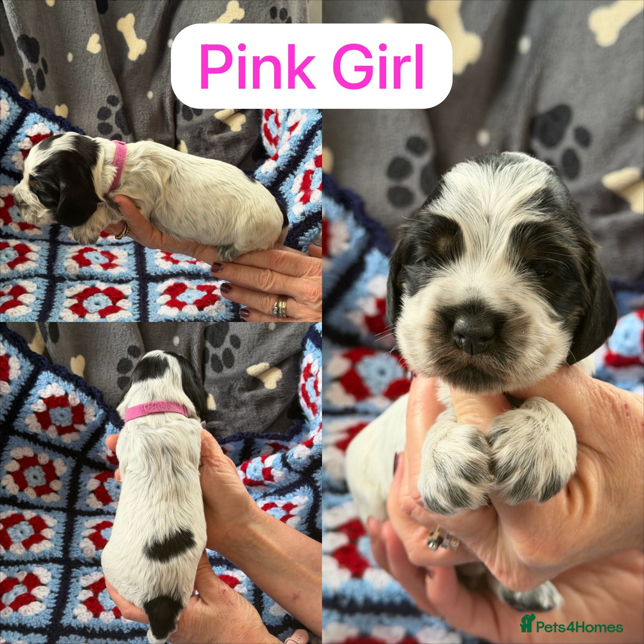 Cocker Spaniel dogs Kc, hip/Elbows, eye, dna clear parents - Advert 2