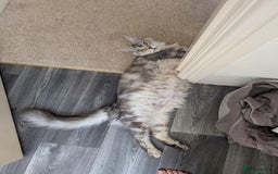 Maine Coon cats for sale: Full Mainecoon kittens - Image 1