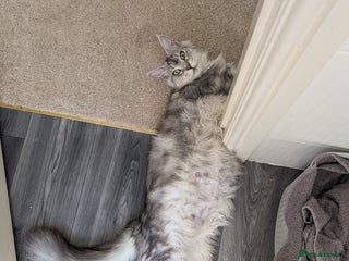 Maine Coon cats - Advert 1