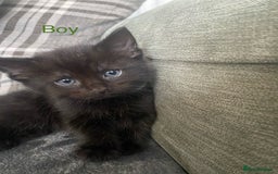 Mixed Breed cats for sale: 5 kittens for sale £20 each  - Image 4