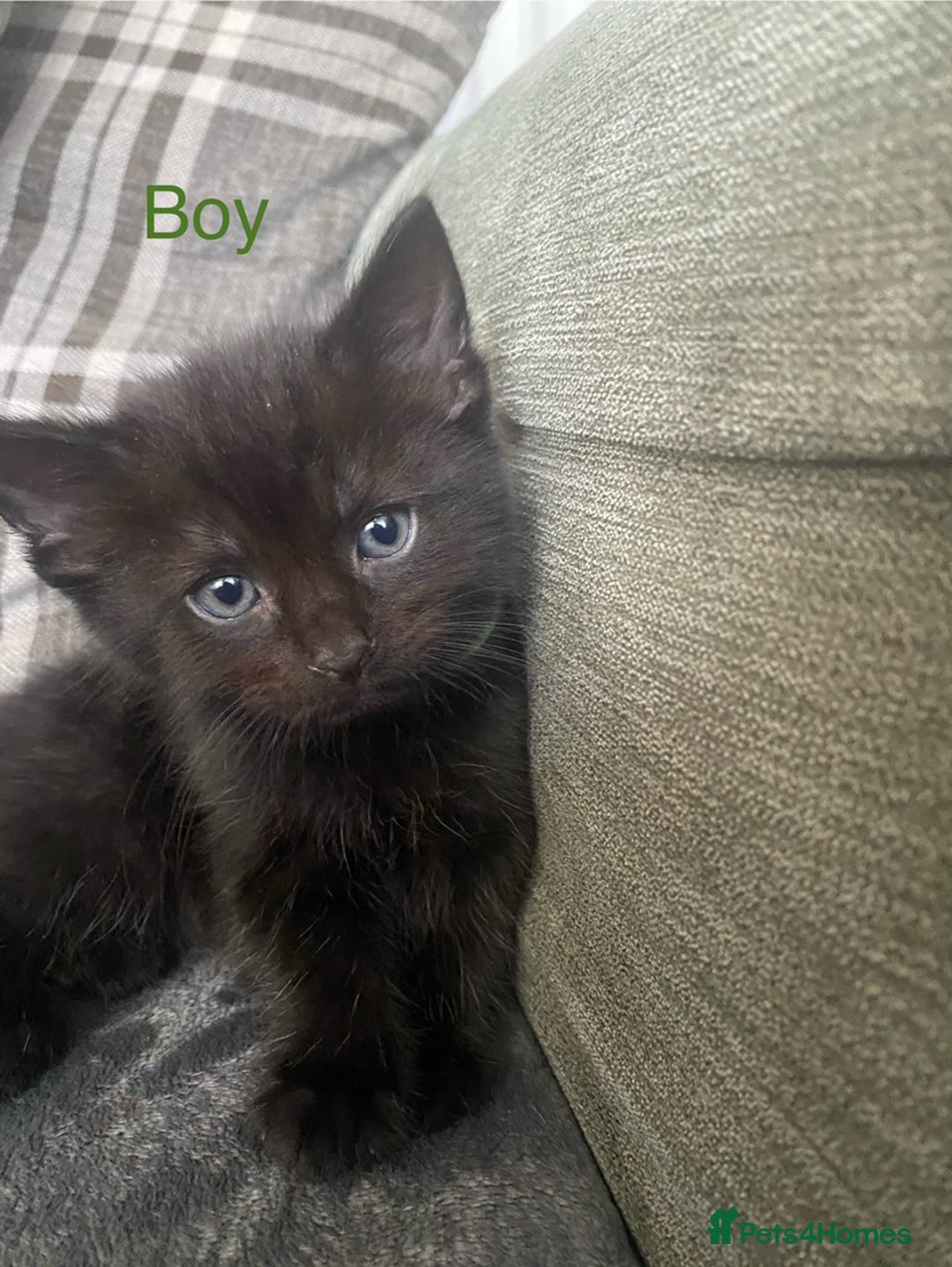Mixed Breed cats for sale: 5 kittens for sale £20 each  - Image 4