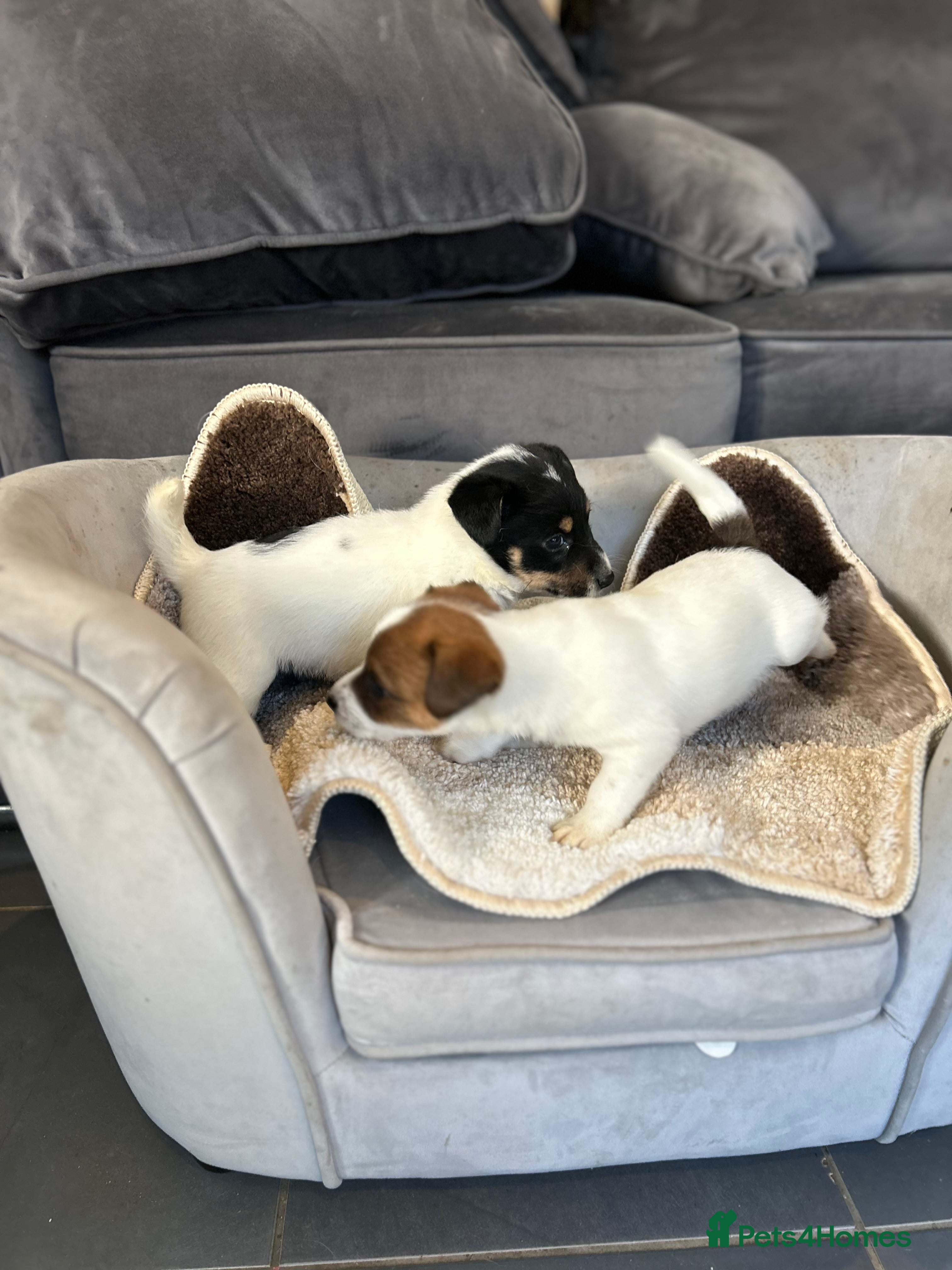 Jack Russell dogs Jack Russell puppies  in Stockton-on-Tees - Advert 1