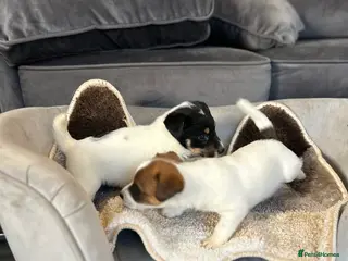 Jack Russell dogs Jack Russell puppies in Stockton-on-Tees - Advert 1