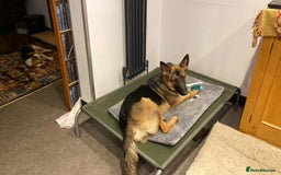 Mixed Breed dogs for adoption: Sikah is looking for her forever home  - Image 1