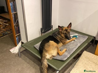 Mixed Breed dogs - Advert 1