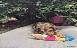Mixed Breed dogs for adoption: 💙🐶 STAS 🐶💙 - Image 26