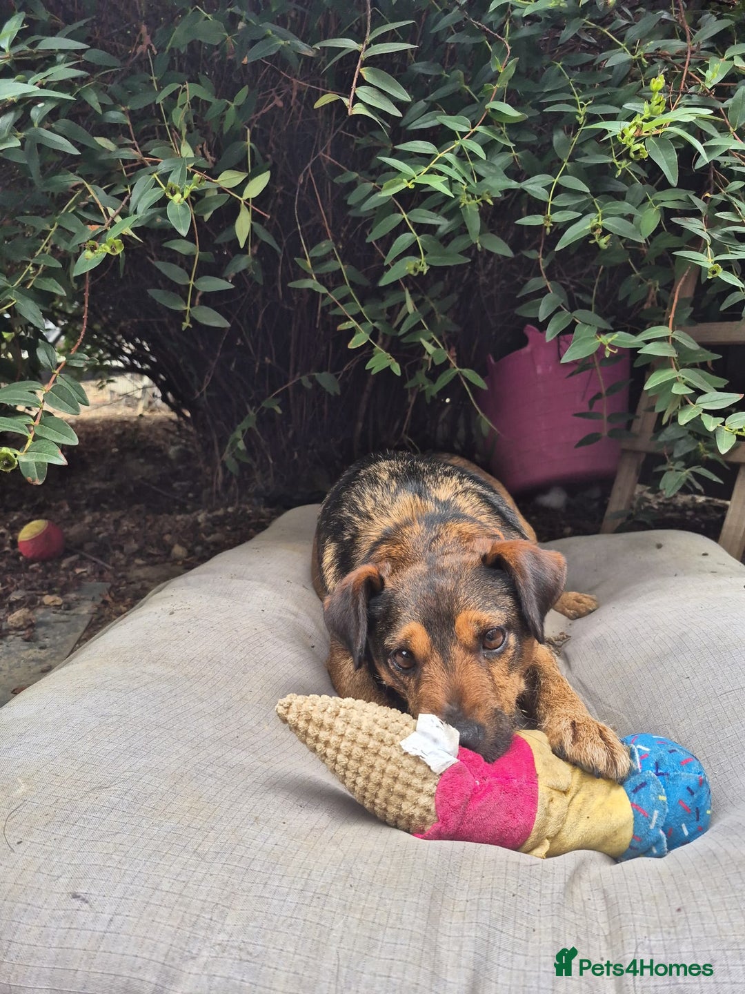 Mixed Breed dogs for adoption: 💙🐶 STAS 🐶💙 - Image 26