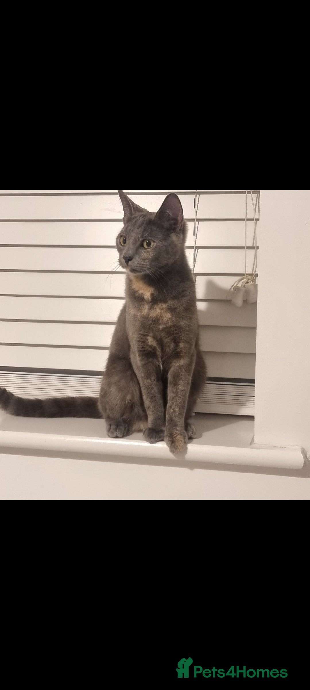 Mixed Breed cats Meet Mimi - Advert 1