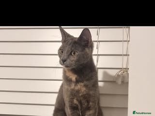 Mixed Breed cats Meet Mimi - Advert 2