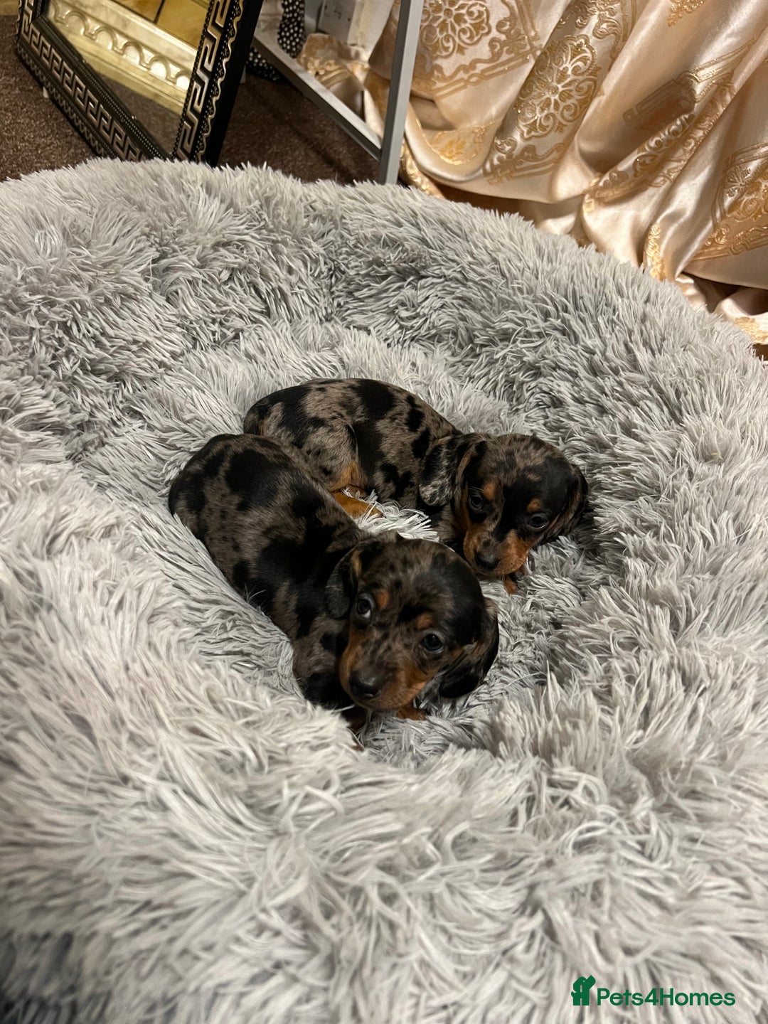 Miniature Dachshund dogs for sale: gorgeous dachshund puppy(1girl left)🐶🐾  - Advert 8