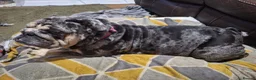 English Bulldog dogs for sale: Grey merl bulldog bitch in Rotherham - Advert 7