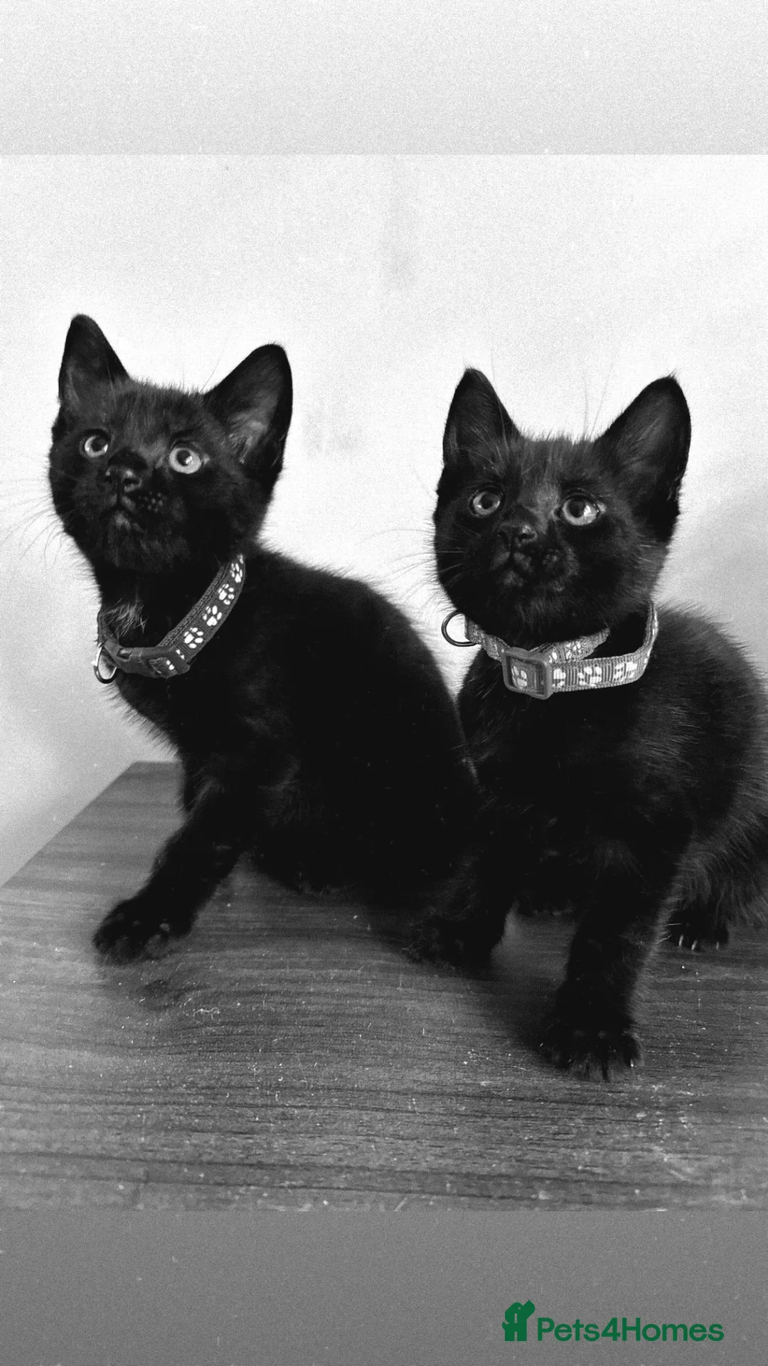 Mixed Breed cats for sale: 3 Black Male Kittens ready to leave now  - Advert 6